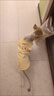 猫咪衣服狗狗衣服小型犬夏薄款宠物衣服可牵引泰迪比熊衣服猫衣服 【黄油小熊】-透气华夫格 M /适合5-7斤 立体刺绣/可戴牵引绳 实拍图