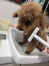 HELLOJOY宠物开结梳猫梳子狗猫毛梳狗毛清理器猫咪狗狗梳子长毛去浮毛神器 实拍图