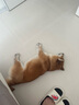 凯锐思 日本柴犬狗粮 专用秋田犬狗粮4斤幼犬成犬专用粮 2kg 实拍图