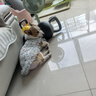 冇宠狗狗生理裤母狗女狗卫生裤防骚扰小型犬泰迪月经裤可以替换姨妈巾 粉色煎蛋（单件） L号（建议13-20斤内宠物） 实拍图