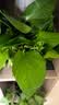 花行榜绿萝盆栽室内植物新房家用净化空气水培绿植花卉大叶吊兰源头直发 实拍图