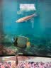 疯狂水草孔雀鱼活体水族宠物观赏鱼冷水耐活小型热带鱼淡水鱼苗 【新手推荐】杂袍孔雀 随机24条 实拍图