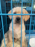 多尼斯（DOGNESS）狗狗牵引绳遛狗绳狗链子项圈中大型犬拉布拉多柴犬金毛边牧 红L 实拍图