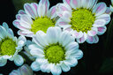 腾龙（Tamron）F072S 90mm F2.8 Di III MACRO VXD定焦微距镜头 人像昆虫花草口腔 全画幅微单镜头(索尼全幅E口) 实拍图