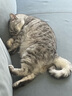 皇家皇家室内成猫粮 I27 通用粮 12月以上 2KG 实拍图