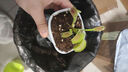 捕蝇草植物食虫草捕蚊虫儿童学习植物盆栽驱虫植物新款套餐食人花 捕蝇草2盆【大苗】种植好发货 实拍图