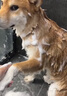 天望狗狗沐浴露杀菌除臭洗澡驱虫止痒除螨去虱子跳蚤药猫宠物专用浴液 一瓶装【洗一次 就见效】 实拍图