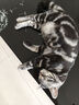 素力高（SolidGold）进口高蛋白金装金素鸡长肉营养成猫幼猫全价猫粮3磅/1.36kg 实拍图