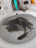 光威（GW） 鱼竿赤刃五代台钓竿超轻超硬碳素钓鱼竿垂钓钓具用品调手竿 5.4m 赤刃Ⅴ代时尚版 实拍图