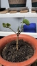重瓣茉莉花盆栽四季绿植花卉嫁接花苗室内好养的花开 5年精选壮苗1棵 不含盆【1颗】送肥料 实拍图