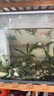 森森 小鲤鱼缸过滤器净水循环三合一内置水族箱过滤系统XQP-500F 6W 实拍图