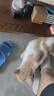 凯锐思天然猫粮成猫粮鱼肉蓝猫全价猫粮 【肠胃健康】 鱼肉味-4斤 实拍图