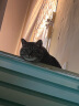 龙大肉食 猪肋排1斤 冷冻免切猪排骨猪肋骨猪肋条酱卤食材 出口日本级  实拍图
