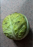 新鲜甘蓝包菜卷心菜新鲜嫩绿莲花白现摘现发到京东来买菜 新鲜包菜 1.5-2斤 人工挑拣 实拍图
