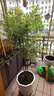 花财主大型盆栽绿植 柠檬树鸭脚木发财树天堂鸟绿植室内客厅大盆栽 南天竹-1.5-1.8米【圆球盆】 不含盆 实拍图