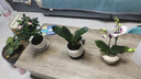 京东鲜花蝴蝶兰盆栽带花带花苞绿植鲜花花卉客厅办公室装饰摆件送长辈 实拍图
