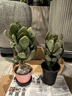迩英阁大叶玉树老桩盆栽多肉植物燕子掌室内防辐射四季好养绿植净 玉树6年苗两棵【精品力推】 原土（不含盆）15-25CM不等 实拍图