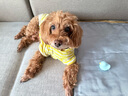 耐威克宠物狗狗零食 成犬幼犬训狗奖励柔软鸡肉干鸡丝条小狗零食 实拍图