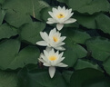 英氏（Engnice）婴幼儿果裹泡芙樱桃草莓味 婴儿零食泡芙条宝宝辅食零食40g 实拍图