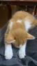 疯狂的主人圆形猫抓板窝耐磨不掉屑猫窝一体猫咪抓盆大号抓不烂猫爪板耐抓 实拍图