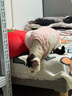 耐吉斯无谷冻干生骨肉成犬幼犬狗粮鸭肉梨1.5kg【新旧版随机发货】 实拍图