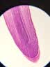 星微光学 生物显微镜专业 学生光学高倍2400X 儿童礼物实验仪器生物教学款 实拍图