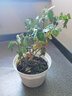 果汁阳台月季花苗四季开花卉盆栽绿植物室内花易活玫瑰带花苞庭院 蓝色阴雨【大花浓香，月月开分枝多】 【带花苞】【盆口径15cm】原盆冠25高35 实拍图