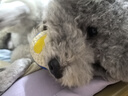 皇家皇家狗粮幼犬奶糕幼犬狗粮宠物小型犬MIS30全价犬粮 ≤2月3KG 实拍图