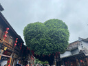 以岭牌怡梦饮料调节血脂改善睡眠酸枣桑椹陈皮茯苓菊花精华12罐送礼盒 实拍图