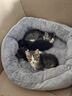 亿迪 猫粮幼猫1-4月12月全价奶糕蓝猫英短美短小猫专用离乳期3斤 实拍图