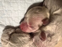 卫仕宠物亲和配方羊奶粉400g新生幼犬猫咪狗狗通用发情期术后营养补充 实拍图