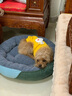 冠能狗粮小型犬成犬狗粮2.5kg 挑食美毛亮眼 全价狗粮  实拍图