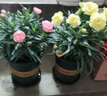 沭之美康乃馨盆栽室内观花植物桌面绿植 康乃馨黄色+0.5加仑盆 源头直发 实拍图