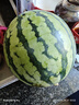 正宗南汇8424西瓜皮薄汁多现摘现发4.5斤-12斤 单果4斤-8斤 6斤-8斤带箱重量 实拍图