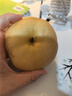 壹萌果蔬正宗山东冰糖梨脆甜当季新鲜秋季月丰水梨水果中秋送礼整箱发出 9斤臻品果【单果300g+】净8.5斤 实拍图