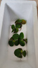 疯狂水草（FKSC）浮萍活体水草一叶莲水芙蓉植物养龟鱼池造景直接入缸水上烟花 圆心萍5朵 实拍图