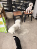 麦富迪狗粮 超肉粒冻干狗粮成幼犬小型犬中大型犬 调节肠胃10kg/20斤 实拍图