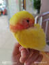 豪蚨鹦鹉雏半毛活体宠物观赏玄凤雏鸟牡丹小太阳活物亲人上手幼鸟豪蚨 黄桃牡丹半毛雏鸟1只 实拍图