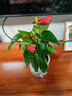 红掌盆栽白粉掌一帆风顺带花特大号花卉室内客厅面水培植物好养 约30cm2盆红掌-2个早安盆 带盆栽好 实拍图