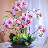 Only you【两小时达】蝴蝶兰带花苞花剑花盆真花兰花盆栽开业父亲节礼物 10株彩色（瓷盆随机） 实拍图