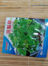 四季播种彩叶含羞草花种子四季易活奇趣植物害羞草室内外阳台盆栽 含羞草虎种子/包约100粒 3包 实拍图