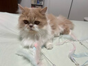 华元宠具（hoopet）仙女逗猫棒猫咪玩具互动自嗨解闷长杆羽毛带铃铛小猫宠物用品套装 实拍图