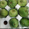 无名农夫绿宝石甜瓜小香瓜蜜脆甜瓜头茬新鲜应季绿皮瓜水果整箱礼盒生鲜 9个果（单果150g-200g） 实拍图