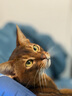 网易严选宠物猫罐头猫湿粮宠物零食浓汤白肉罐头 鸡丝虾仁口味85克*24罐 实拍图