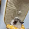 疯狂的主人剑麻垫贴墙猫抓板窝耐磨不掉屑猫爪板防猫抓猫玩具保护沙发磨爪 实拍图