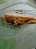 三只松鼠香辣味扇贝100g  休闲零食即食海鲜小零食独立小包装网红特产 实拍图