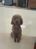 麦富迪狗粮 藻趣儿2.5kg 成犬中大型小型犬通用（牛肉螺旋藻）金毛泰迪 实拍图