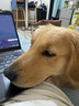 HELLOJOY狗狗零食宠物泰迪金毛幼犬成犬训练奖励 营养牛肉粒2.7斤 实拍图