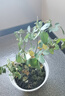 果汁阳台月季花苗四季开花卉盆栽绿植物室内花易活玫瑰带花苞庭院 蓝色阴雨【大花浓香，月月开分枝多】 【带花苞】【盆口径15cm】原盆冠25高35 实拍图