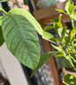 锐本花卉杀虫剂喷雾植物土壤月季花草红蜘蛛蚜虫小飞黑除虫神器500ml  实拍图